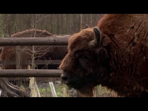 ウォンテッド：イングランドの庭園の森林のためのバイソンレンジャー (Wanted: bison rangers for woodland in the Garden of England)