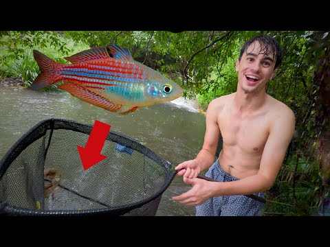 Into the Jungle - Catching Wild Fish for Aquarium