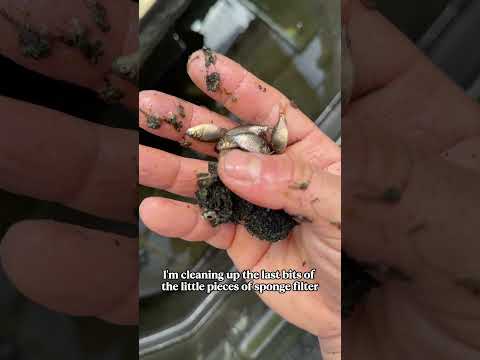 Bowser is hiding BABIES!