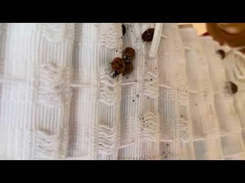 Housekeeping 247 Ltd video.