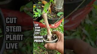 Download lagu Root Program Ficus @therisingofroninbonsai #shorts #viral #viralvideo mp3