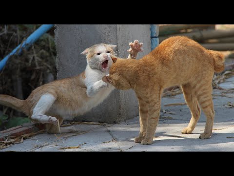Funny Cats Fighting