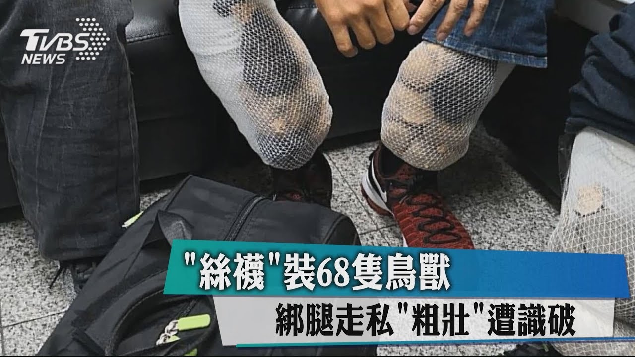 「絲襪」裝68隻鳥獸 綁腿走私「粗壯」遭識破
