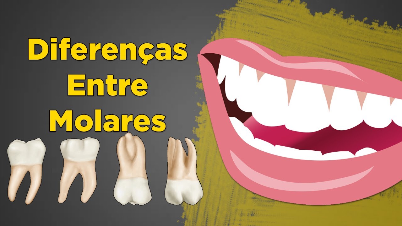 Como Diferenciar Molares Entre Si – Anatomia Dental Resumo
