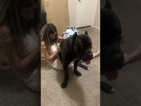 HE SWEARS HES A LAP DOG&hellip; 😅#canecorso #trending #funnydogs #shorts