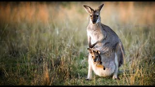 Daily Dose of Nature | Land of Devils &amp; Dragons: Amazing Animals of Australia &amp; Tasmania