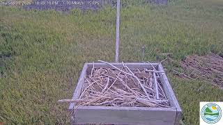 Mispillion Harbor Osprey Camera live webcam