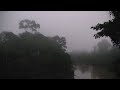 Dawn Sounds, Amazon Rain Forest. Ранние сумерки ...