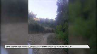 Gunfire in Torchiara overnight: dog killed: A piece of our family has been torn away.