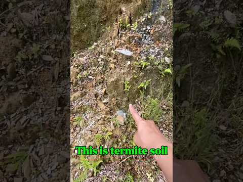 Traditional gold prospecting! I found gold in termite soil with amazing results#goldrush #goldmining