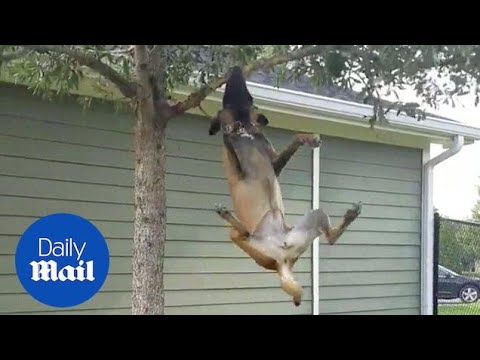 Amazing gymnastic dog tries to break branch from tree - Daily Mail