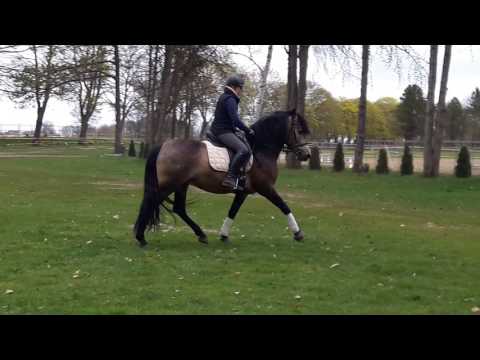 PRE Falb-Hengst Elegido das erste Mal bei uns draußen