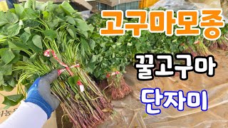 고구마 모종 심고 풀관리! 풀안나게 하는법