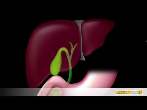 Die Galle: wichtiges Verdauungsorgan