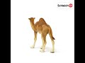 Schleich figūrėlė Vienkupris kupranugaris