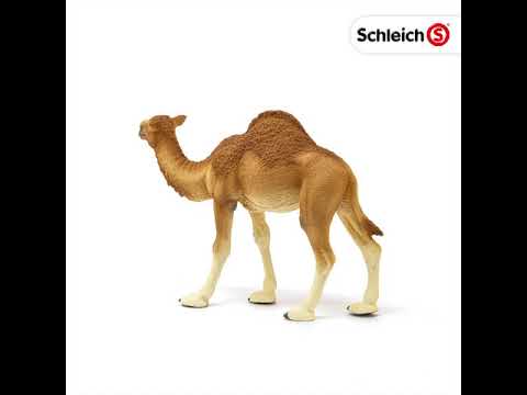 Schleich figūrėlė Vienkupris kupranugaris video