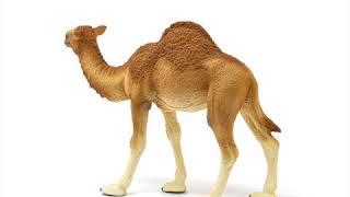 Schleich Dromedár