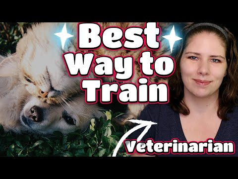 What's the Best Way to Train Your Cat and Dog? | A Veterinarian Explains the Science of Behavior Mod