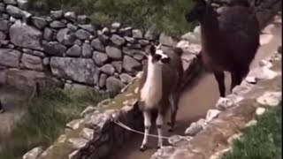 Download lagu Tunggu yang terakhir - Setiap orang punya cara sendiri dalam memecahkan masalah 🤝 #viral #youtube #new #shorts mp3