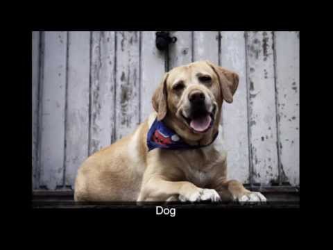 Toddler Animal Sounds Video