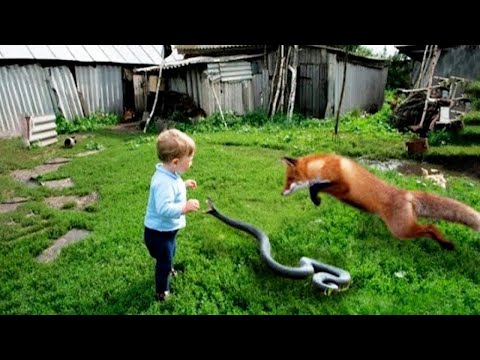 Avvistamenti irripetibili! 1 incidente con animali su 1.000.000 ripreso dalle telecamere