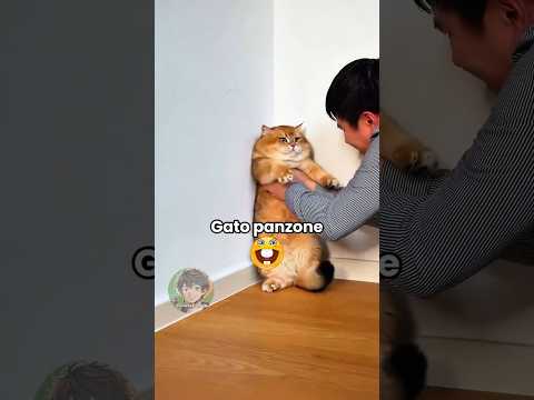 Gatto panzone 🐱 EP. 57