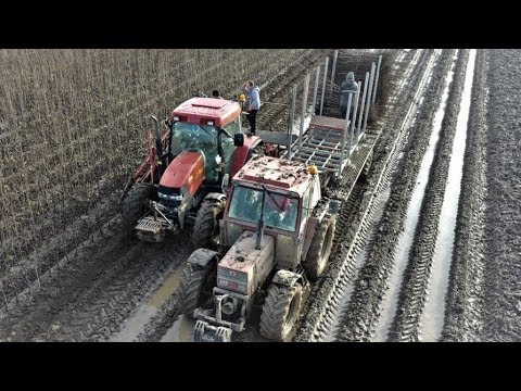 Harvesting pear trees | Roelofs tree nursery | Fiat & Case | Bomen rooien |