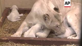 Three white lion cubs born in private zoo