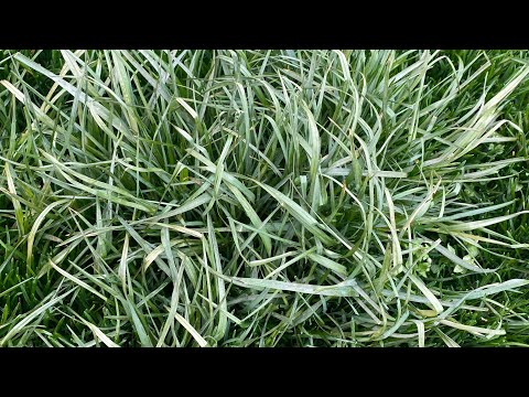 Poa Trivialis vs Aneuw // Does Aneuw Work?