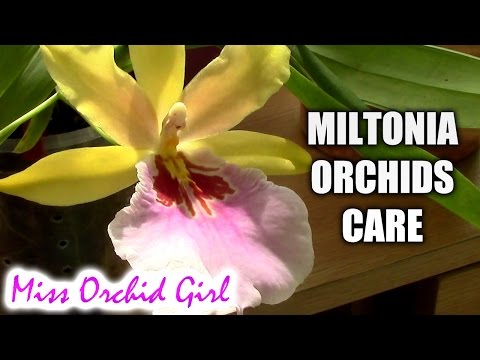 , title : 'Orchid Care - Miltonia Orchids Basic Culture'