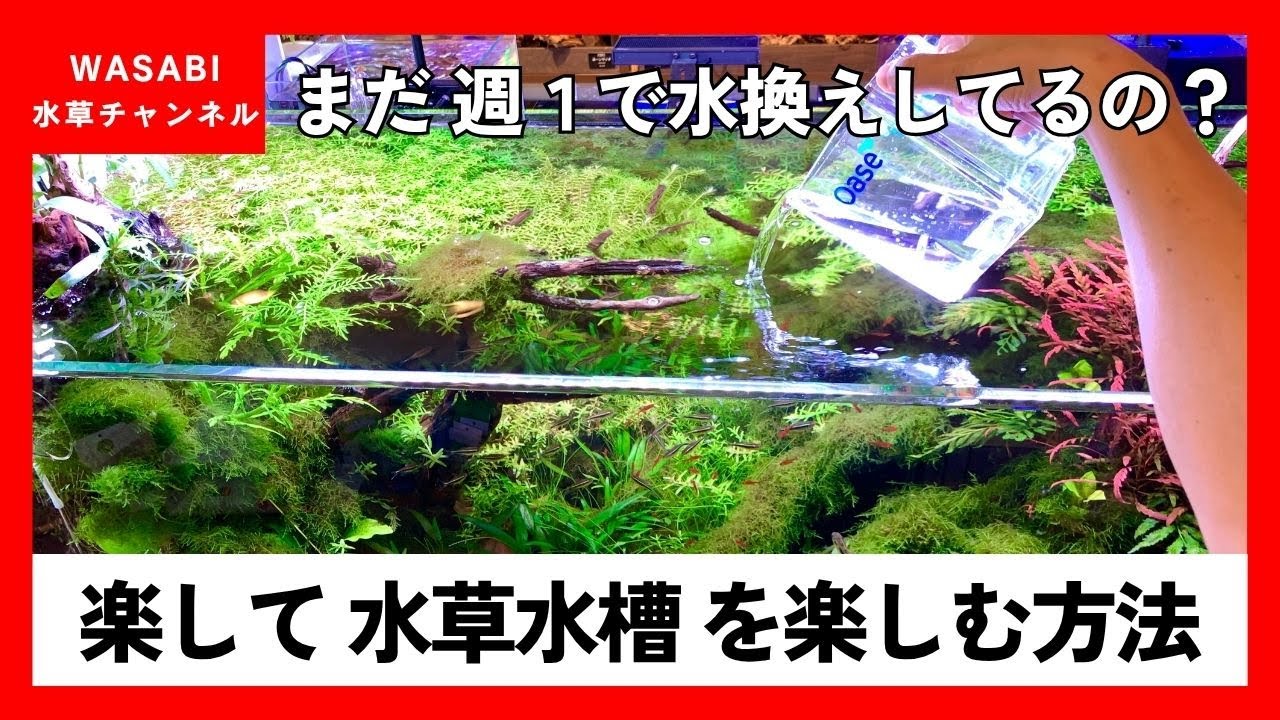 もっと楽に水草水槽を管理しよう！「水換え頻度を少なくする方法」コケ対策、水草レイアウト、ADA,エーハイム、コトブキ、ニッソー、oase、ネイチャーアクアリウム、水替え方法、初心者、立ち上げ、濾過器