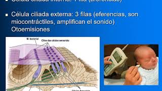 Teórico Oído (Parte 3)