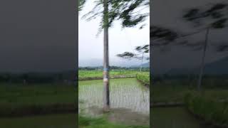 Download lagu Pemandangan sawah dan Gunung #jalanjajan #statuswa #shorts #gunungsawah #pamandangan mp3 Download lagu Pemandangan sawah dan Gunung #jalanjajan #statuswa #shorts #gunungsawah #pamandangan mp3