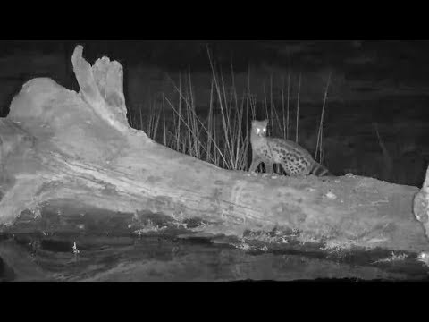 Djuma: Genet hunting - 21:11 - 06/18/19