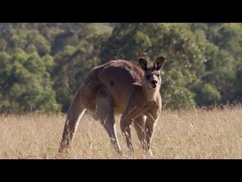 De Facto – Cangurii (Ep. 2). Prezentator Andreea Boiță, reporter Andrei Găgeatu