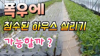 폭우에 침수된 하우스 살리기 프로잭트 가능할까?