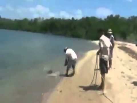 Despues de sacar un tiburon un cocodrilo se lo quiso comer