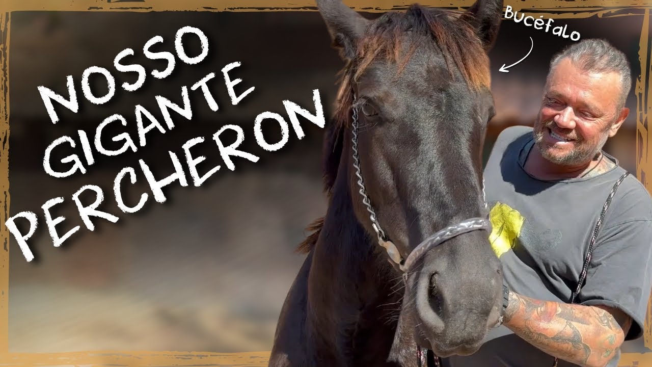 A CHEGADA DE BUCÉFALO, UM GIGANTE PERCHERON! | A CASA DOS BICHOS
