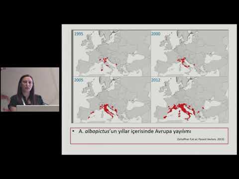 3 chikungunya ve zika turkiye icin risk mi