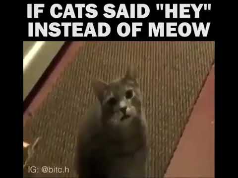 IF CATS SAY "HEY" INSTEAD OF "MEOW" / ™MemeYouyou Official™