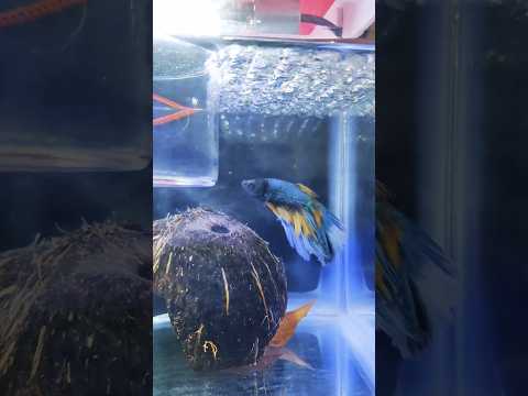 Betta Fish tank #bettafish #music #beats #beautifulbetta