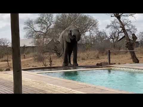 ジャングルキャンプ 2022: 博士はとても幸せですボブの南アフリカについて