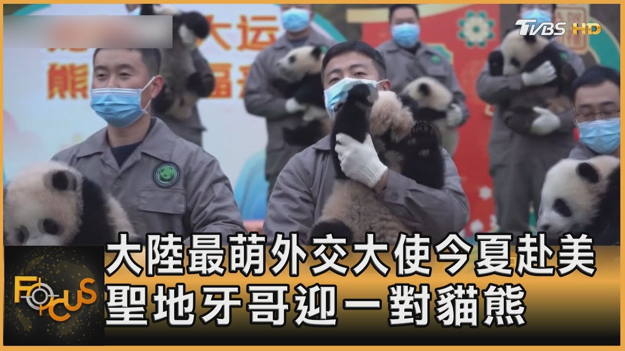 大陸最萌外交大使今夏赴美 聖地牙哥迎一對貓熊