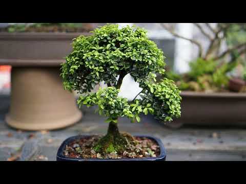 Plant City Bonsai  - Summer 2020