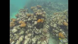 Underwater Videos 5 webm   Wikimedia Commons