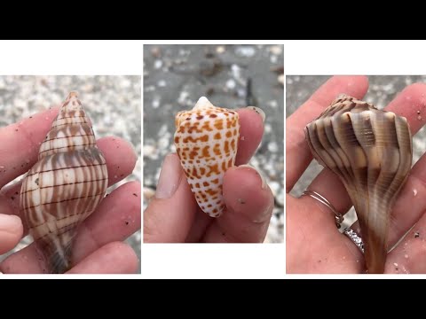 Sanibel Shelling: Low-Tide Post-Storm Shelling Part II