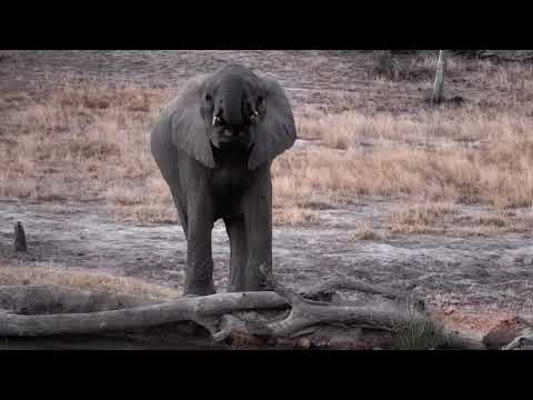 Djuma: Two Elephant bulls come for a drink - 17:40 - 08/29/18