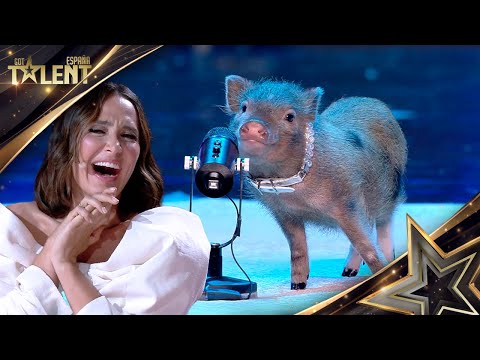 Esta CERDITA hace trucos IMPENSABLES con tan solo 5 meses | Audiciones 02 | Got Talent España 2024