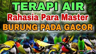 Download lagu TERAPI AIR RAHASIA PARA MASTER BURUNG MACET BUNYI, TERAPI AIR UNTUK SEMUA JENIS BURUNG MACET BUNYI  mp3