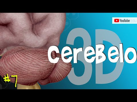 Areas and Functions of the CEREBELLUM (3D Anatomy) #MiniCourse 7/10